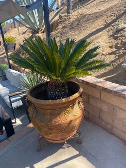 Palm tree with Pot