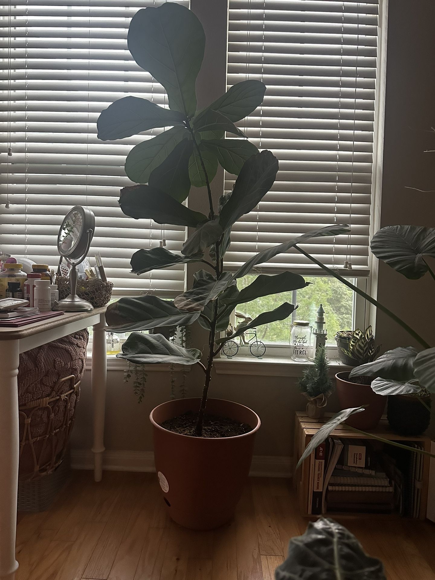 Tall (5’4”) Fiddle Leaf Fig Tree Home plant