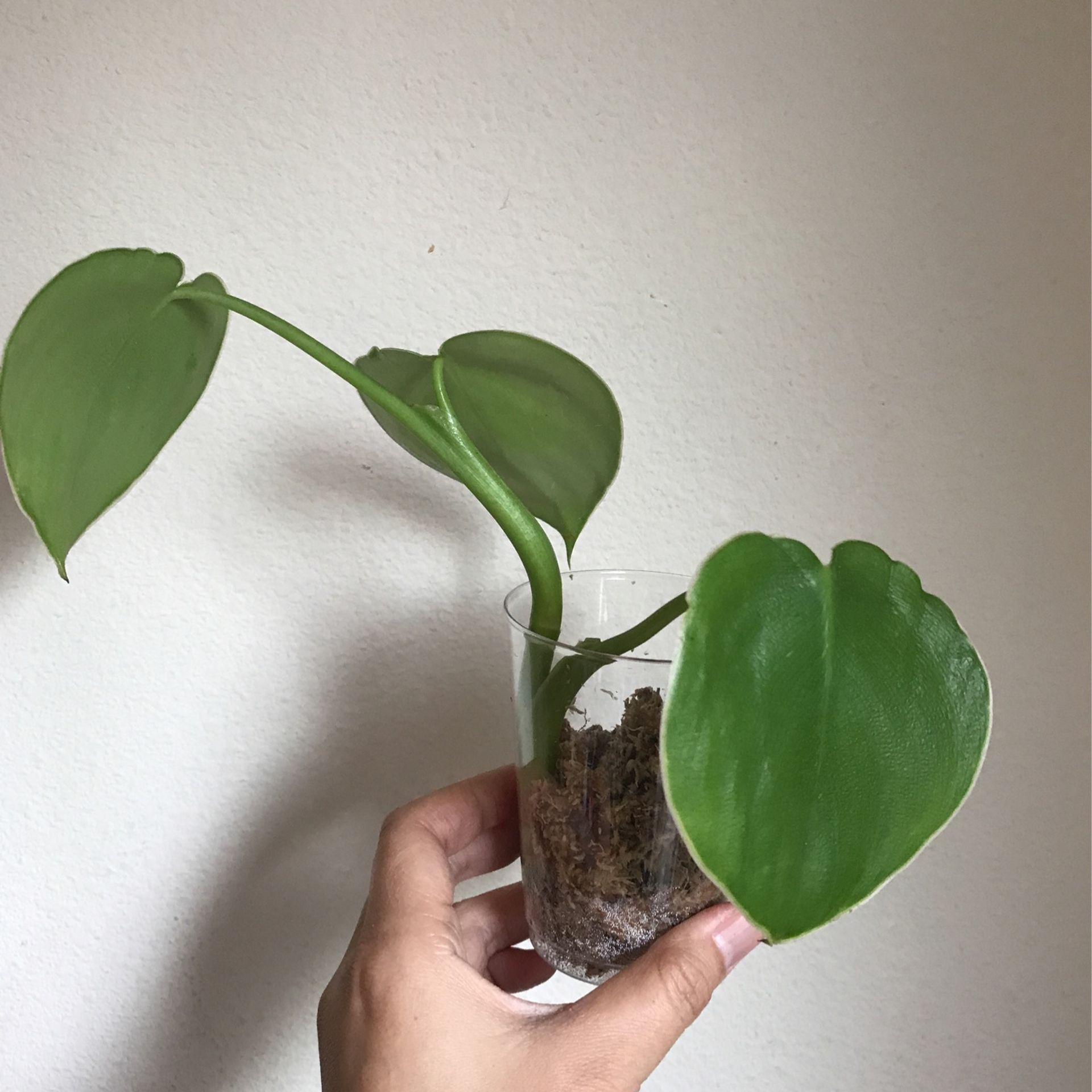 Beautiful Philodendron Rugosum “Aka Pig Skin Philodendron Plant