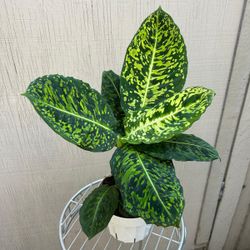 6” Dieffenbachia Reflector