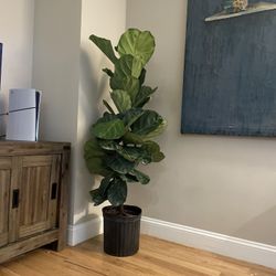 Indoor plant for sale - Leaf Fig Tree - Upper West Side