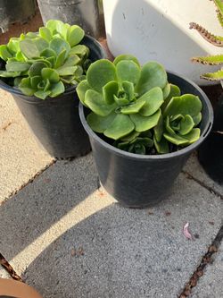 Pinwheel Aeonium, Haworth's Aeonium.