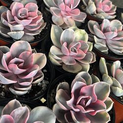 Echeverrias Rainbow In 4” Pots $10 Each 
