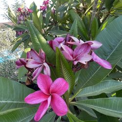 Plumerias