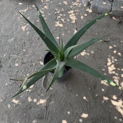Aloe Vera 