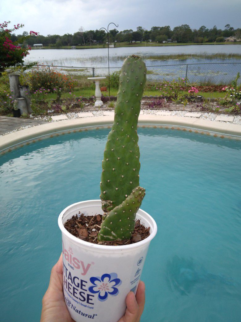 9" Caribbean Tree Cactus Opuntia $7 Ship $3.50 - Consolea Falcata Potted Plant 