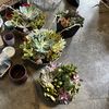 Pathetic Plants