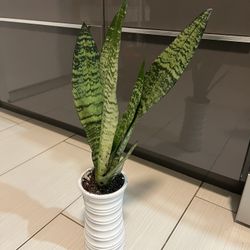 Rare Robusta Sanseveria Plant