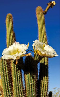 Golden Torch blooming Cactus