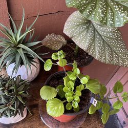 Houseplants Indoor Plants 