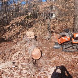 Stump Grinding 