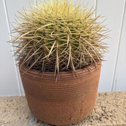 Golden Barrel Cactus 