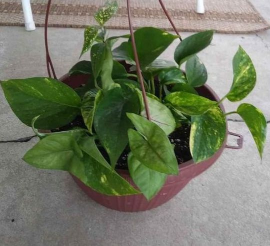 House plant in large Pot