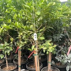 Bearsslime Citrus Tree 
