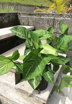 In n out door plant