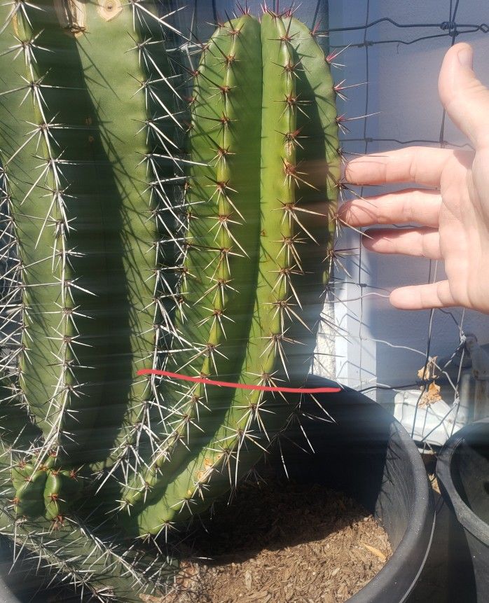 Stenocereus Queretaroensis Cutting / Pitaya de Jalisco
