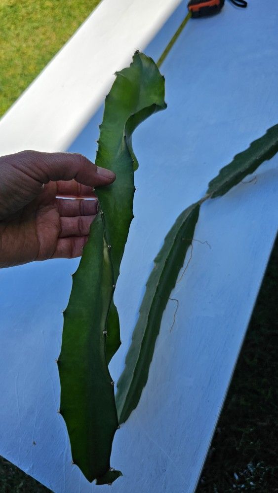 Red flesh dragon fruit cuttings, Easy To root
