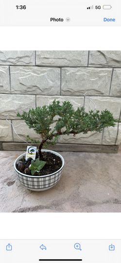 3-4 Yr Old Ca Coastal Juniper Bonsai