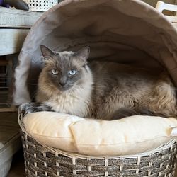 Cat Bassinet Bed