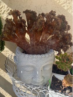 Cement Buddha pothead with imported crested succulent