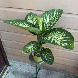 6” Dieffenbachia Tropic Snow
