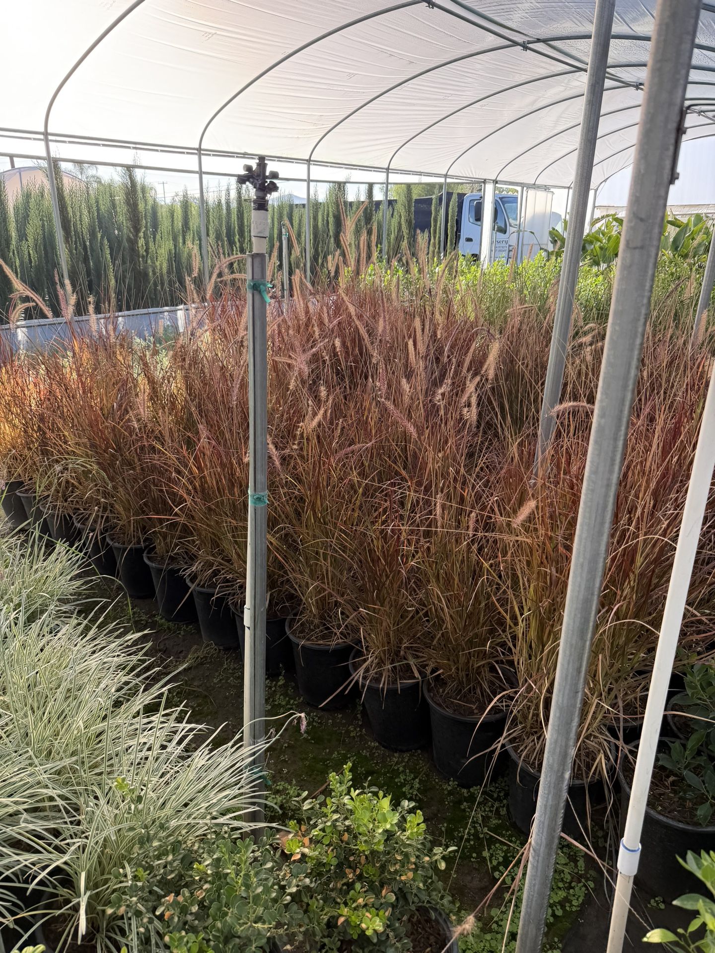 Purple Fountain Grass 5 Gal