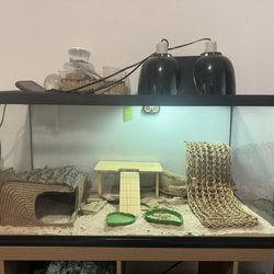 Bearded Dragon Tank/accessories