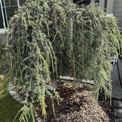 Weeping Blue Atlas Tree 