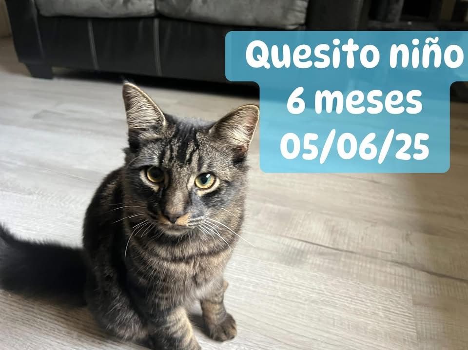 Adopción , 2 Gatitos De 6 Meses Color Negro Atigrado