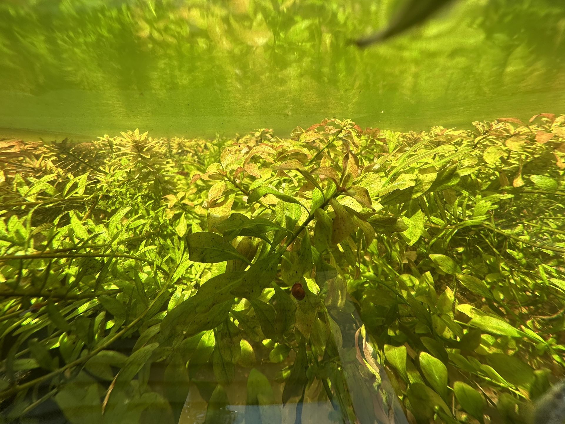 Ludwigia Repens