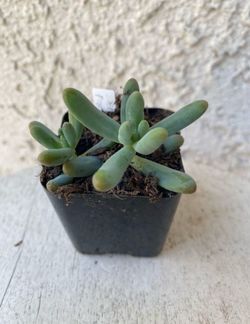 2 Inch Pot Succulent Plant - Sedum Pachyphyllum Rose -Jelly Beans - Rooted & Established - Drought Resistant 🪴 Perfect Baby & Wedding Shower Favors