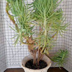 Rare Senecio Vitalis Mermaid Plant Stone Pot