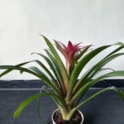 Guzmania Bromeliad, Healthy & Vibrant Indoor Plant 