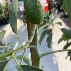 Avocado Trees