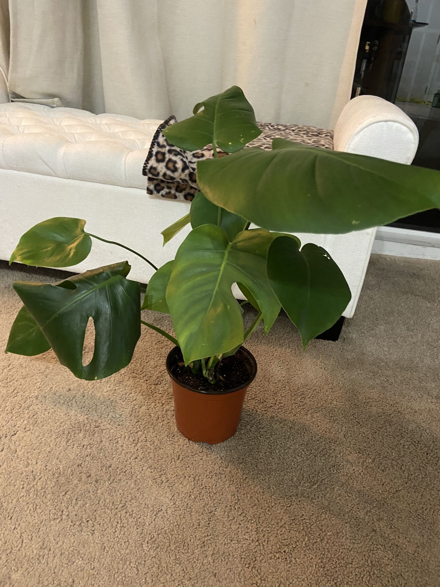 Monstera Plant