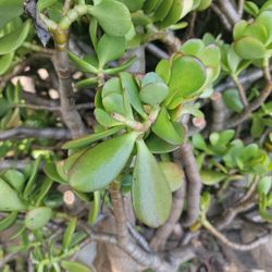 Jade Plant/succulent Clippings FREE