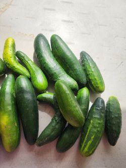 Vegetales y hoja de milpa de elote https://offerup.com/redirect/?o=bWV4aWNhbm8uZXM= ancha la hoja