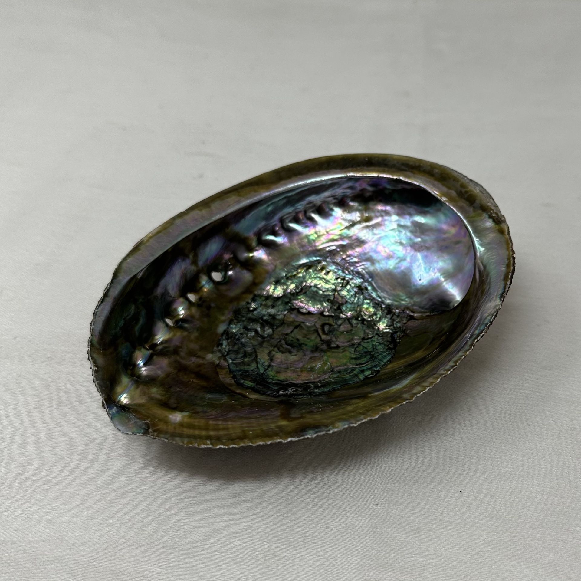 Abalone Shell Incense Smudge Burner, 5-6 Inches