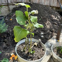 Mata De Chayote 