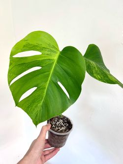 Monstera Aurea Starter Plant