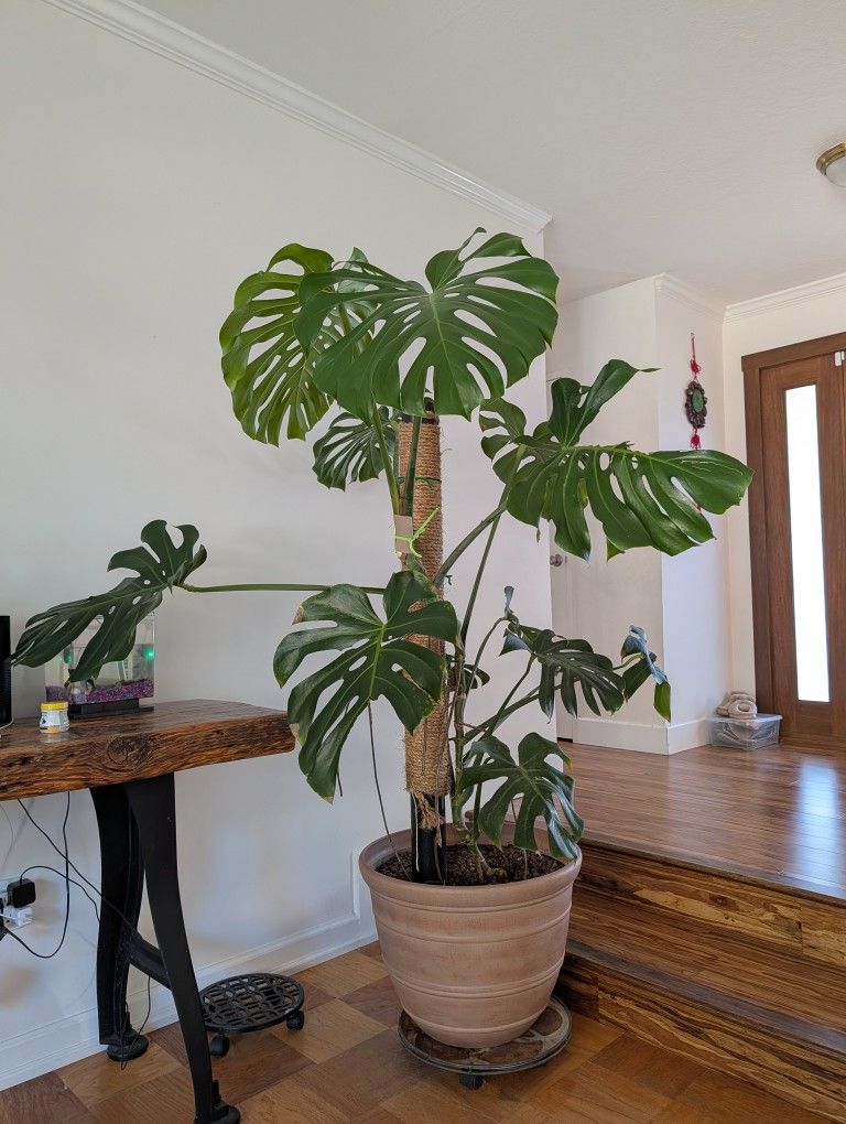 5-6 Ft Tall Monstera deliciosa