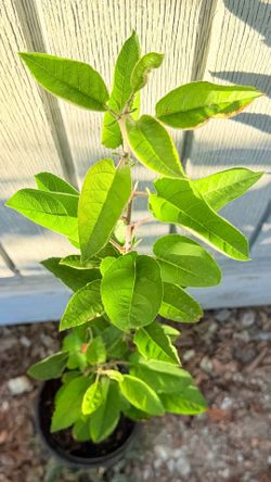 1-Gallon Qinglong Apple Seedling – Unique Green Apple Variety