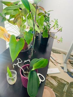 Plants
