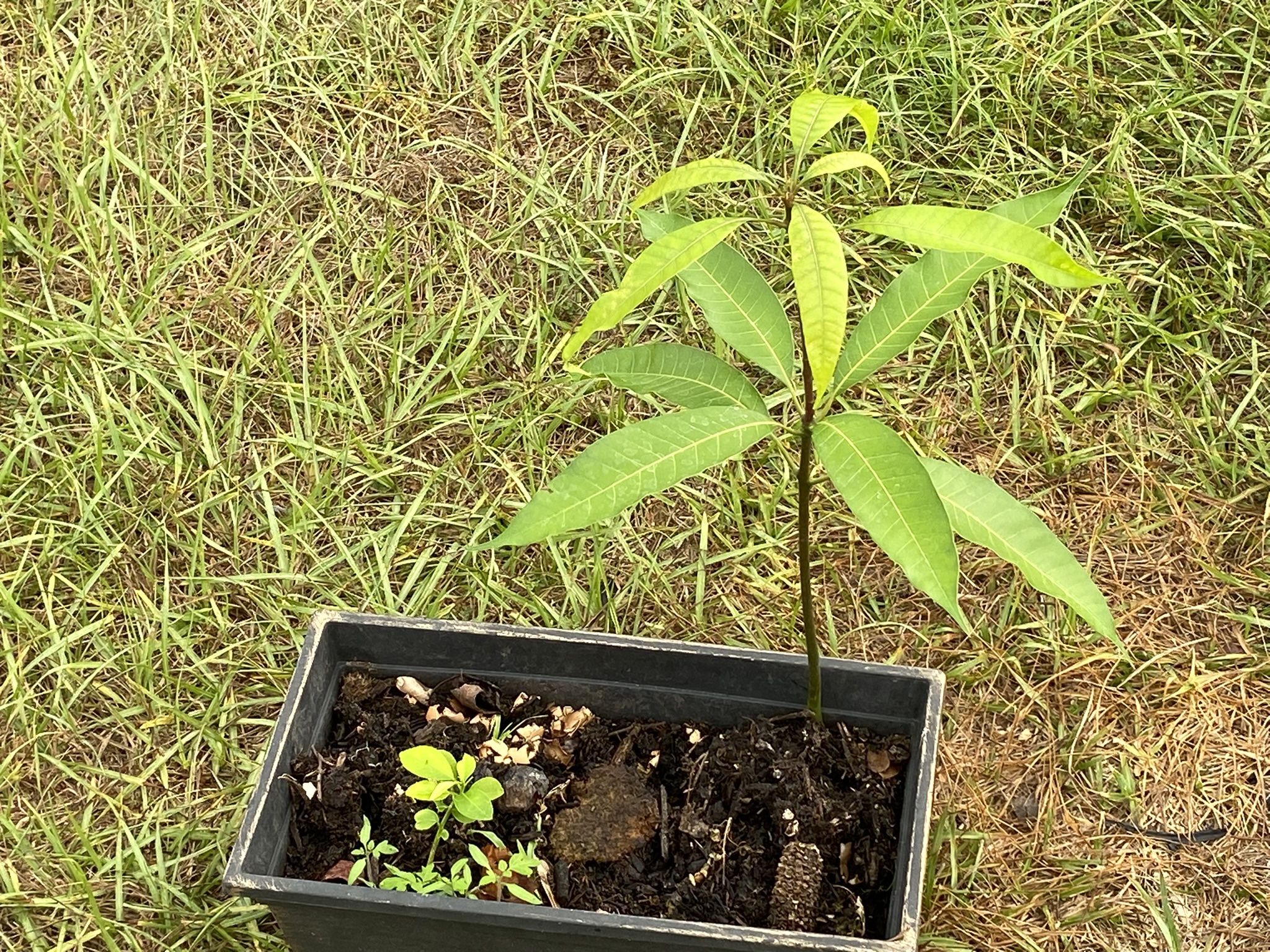 Natural Medicinal Plants For Sale