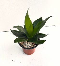 Sansevieria Jade