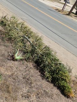 Free Euphorbia