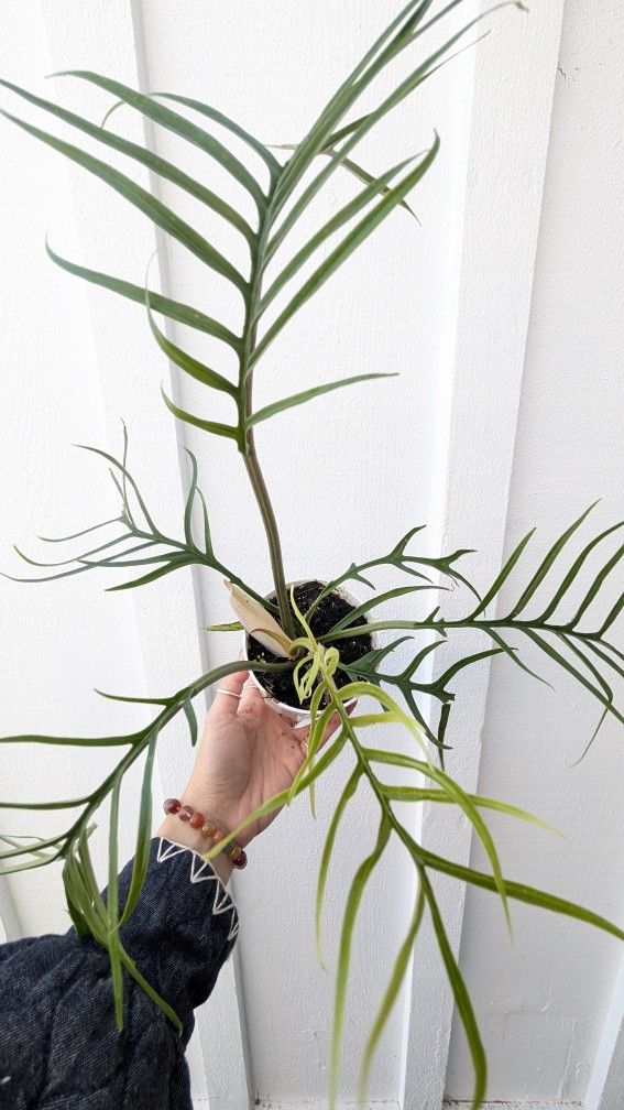 Philodendron Tortum Plant 4" Pot - Indoor House Plants