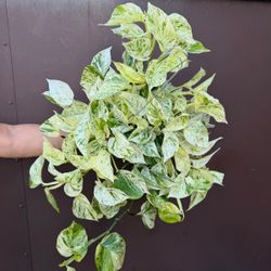 6” snow queen pothos 