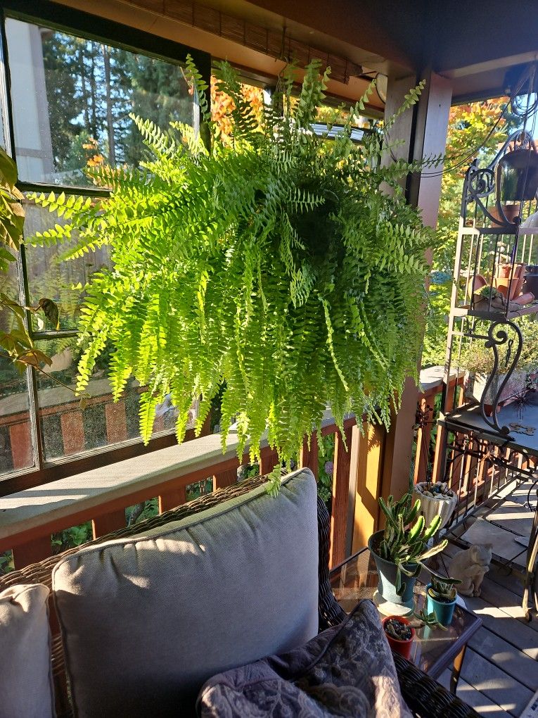 Large Boston Fern