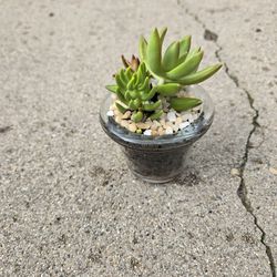 Live Mini Succulent Arrangements 